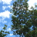 Blue Skies, Green Trees, Loud Birds by mozette