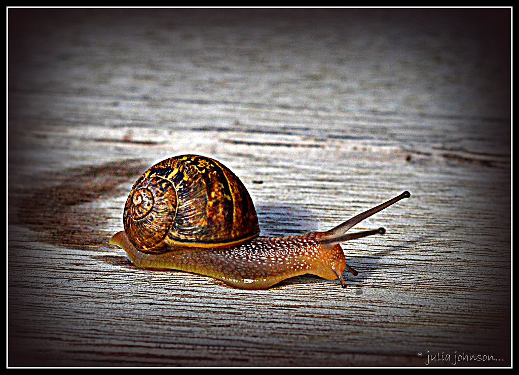 snail ... by julzmaioro