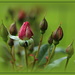 Rosebuds by dide