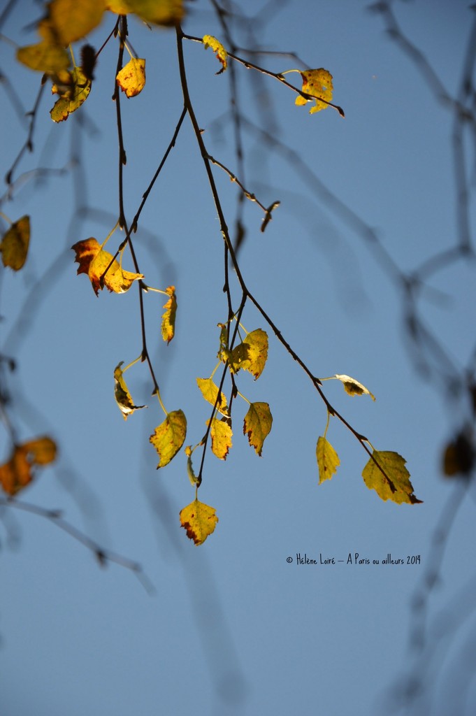 gold in the sky by parisouailleurs