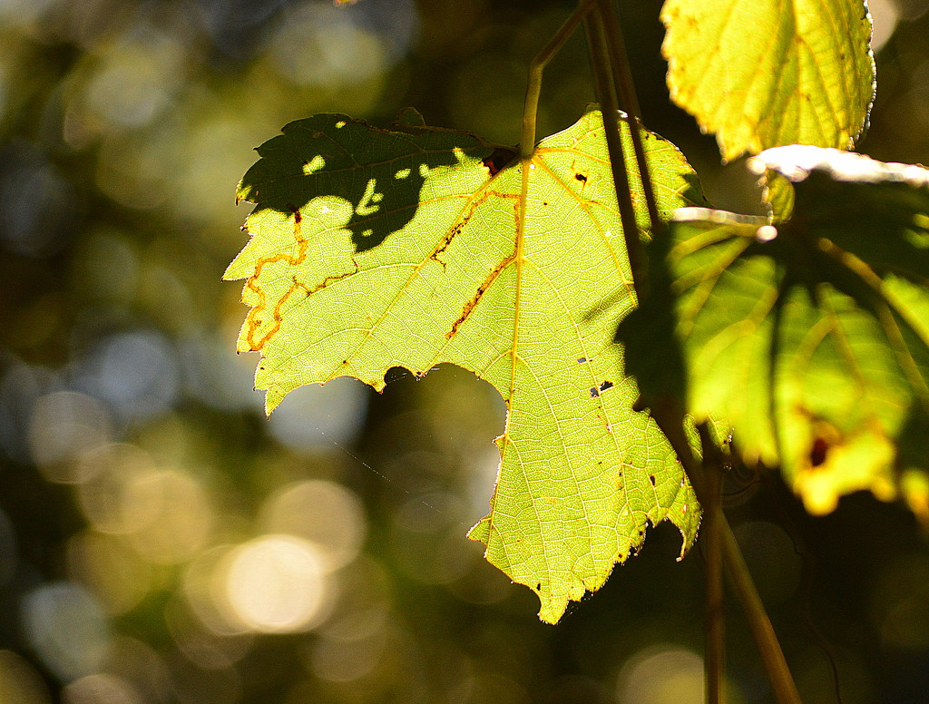 Dinner Leaf by kareenking