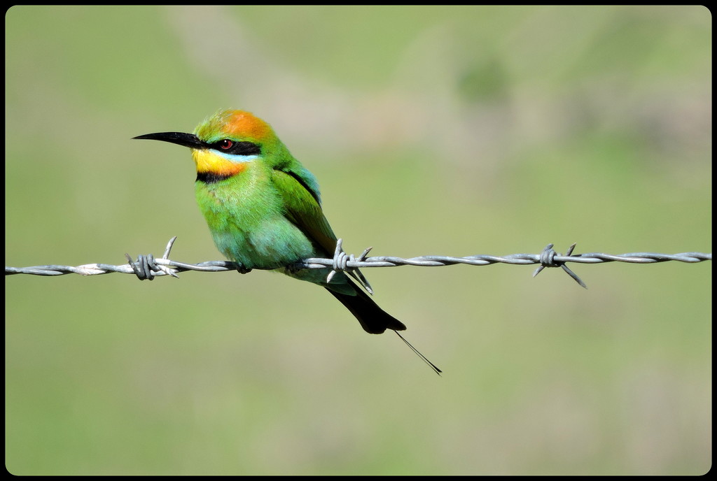 Bird on a Wire by ubobohobo