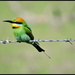 Bird on a Wire by ubobohobo