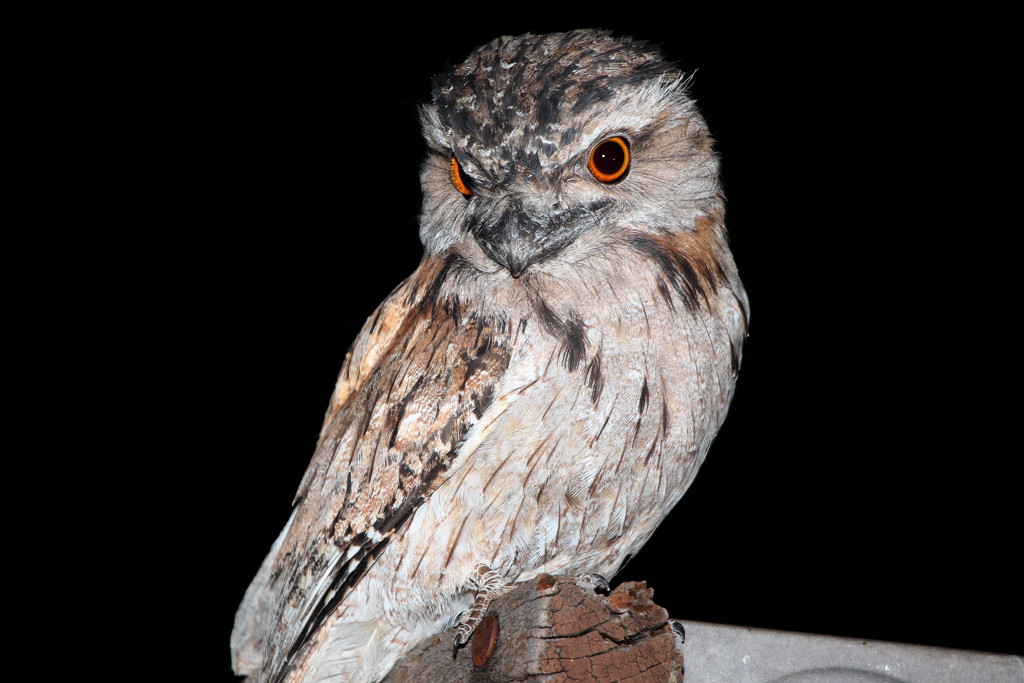 Tawny Frogmouth Returns by terryliv