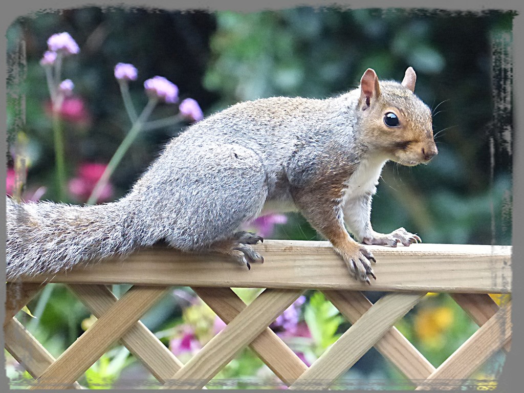 squirrel on the fence by quietpurplehaze