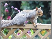 22nd Oct 2014 - squirrel on the fence