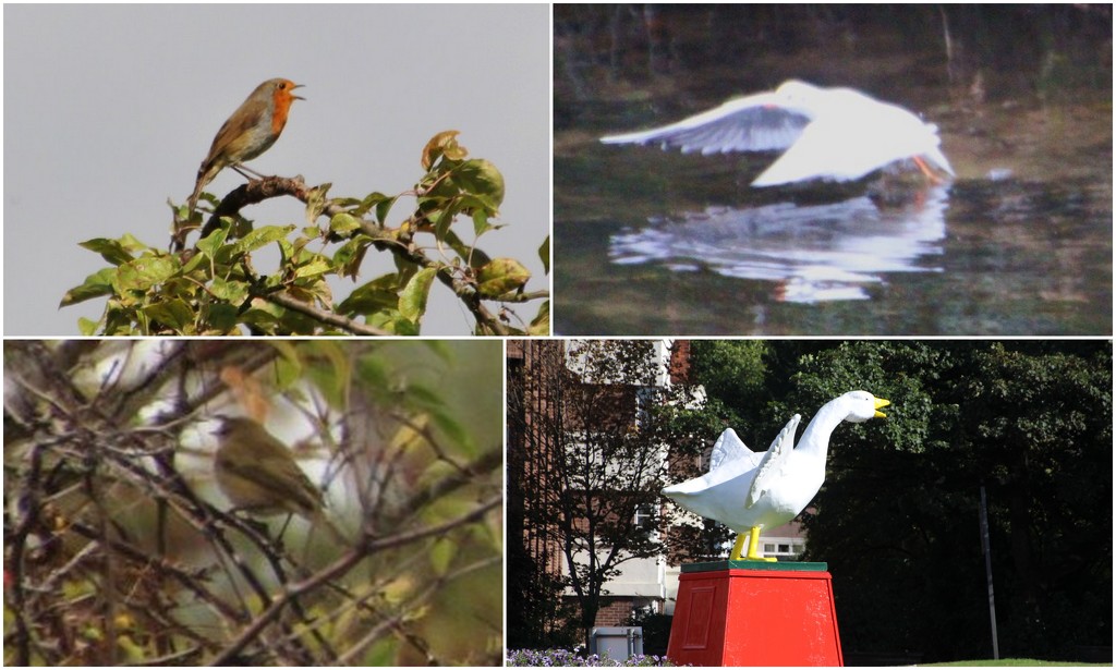 Today's Birds, Robin, Gull, Goose .. A GOOSE! that means it Must ... by oldjosh