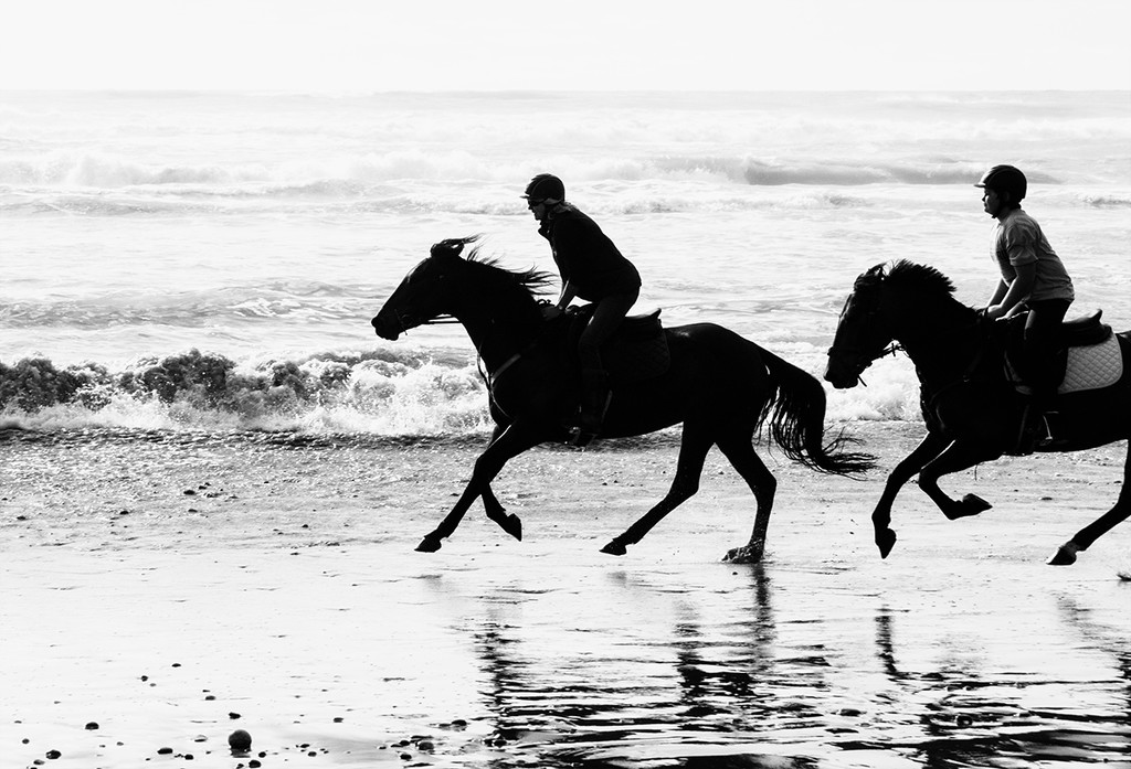 sea  horses by kali66
