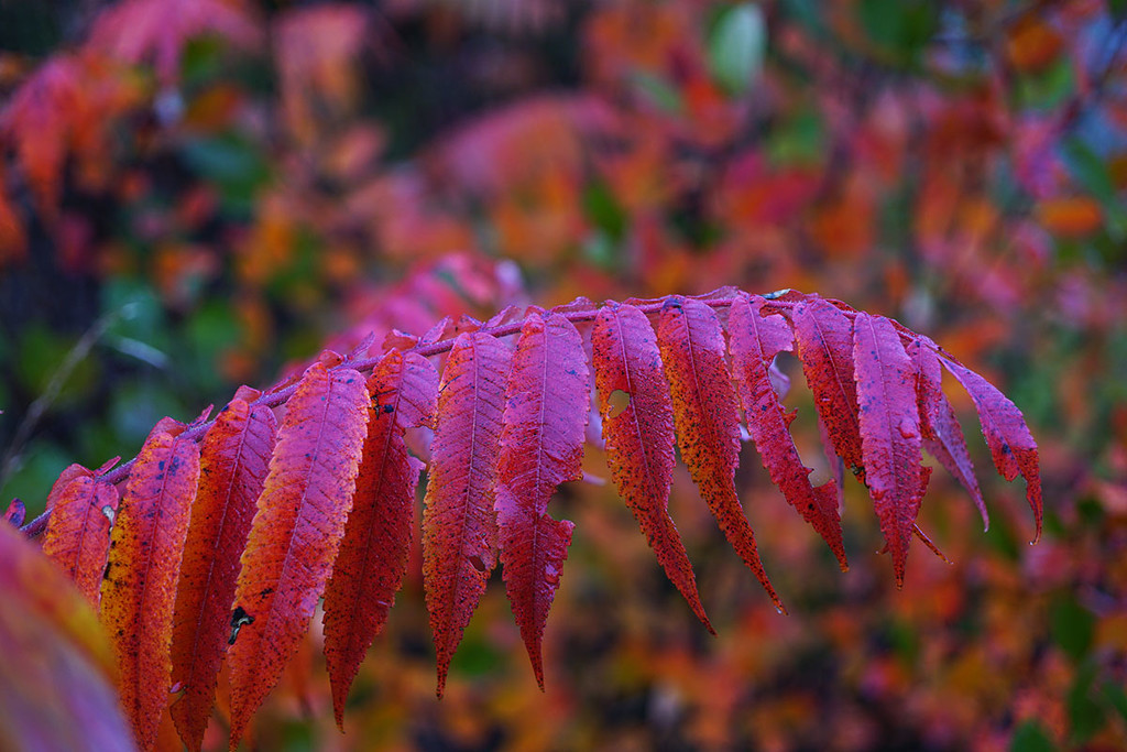 More Sumac by gardencat