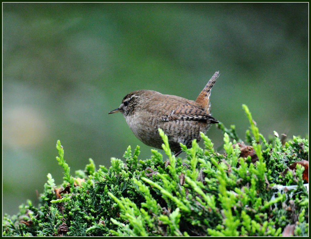 Unusual to get a good shot of a wren by rosiekind