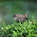 Unusual to get a good shot of a wren by rosiekind
