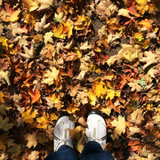 21st Oct 2014 - A Walk With The Leaves