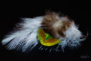 22nd Oct 2014 -  Feather