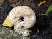 21st Oct 2014 - Not so little mushroom