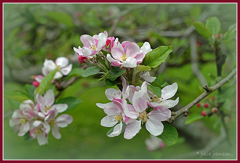 apple blossom ... by julzmaioro