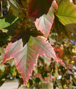 22nd Oct 2014 - Green and Red Leaf in Tree