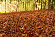 22nd Oct 2014 - Autumn in the Forest