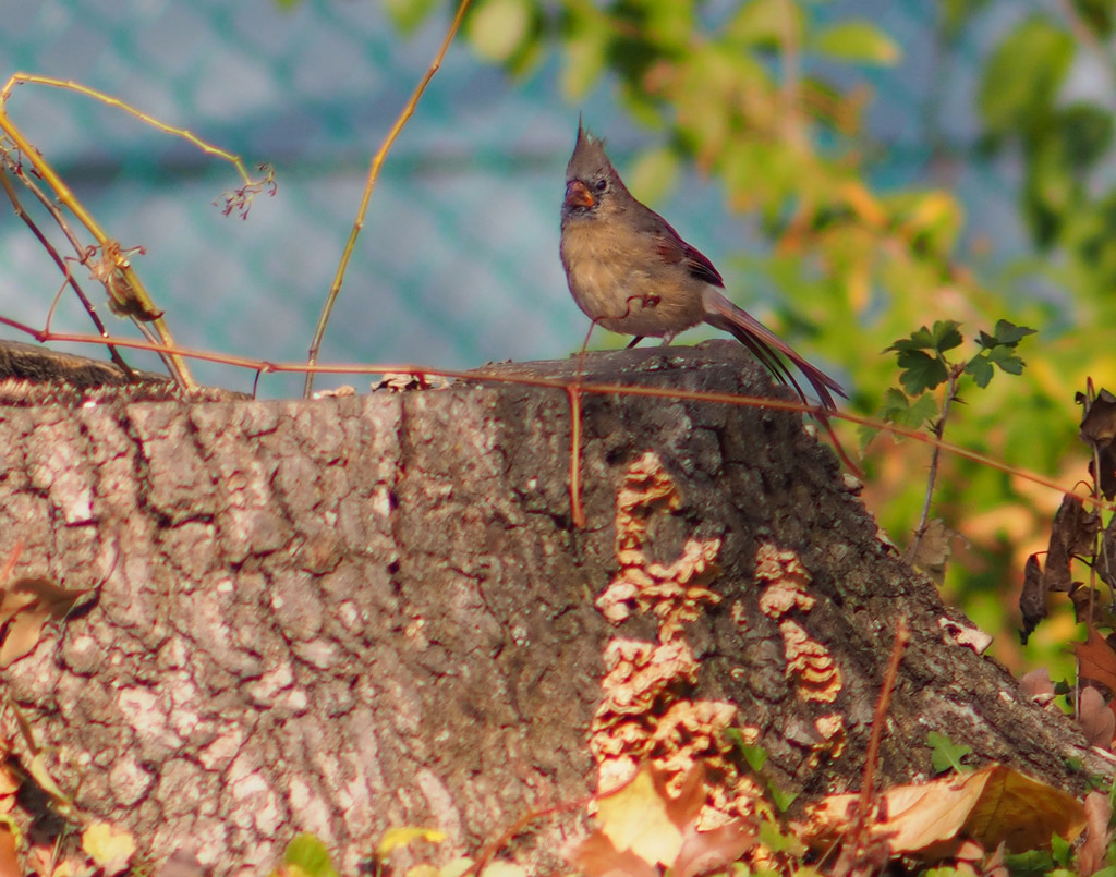 Legacy Lens iii : Female Cardinal  by tosee