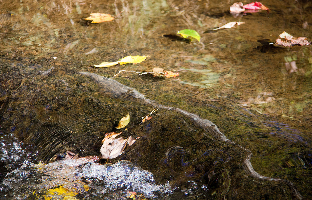 Floating downstream by randystreat