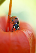 22nd Oct 2014 - Ladybug and the orange lantern!