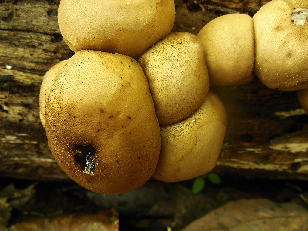 Potatos on a log by francoise