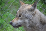 23rd Oct 2014 - Wolf!