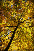 22nd Oct 2014 - Glorious Fall Trees