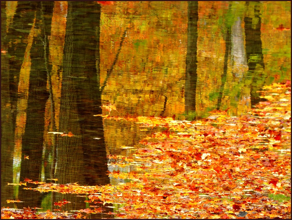 Autumn Reflection by olivetreeann