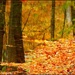 Autumn Reflection by olivetreeann