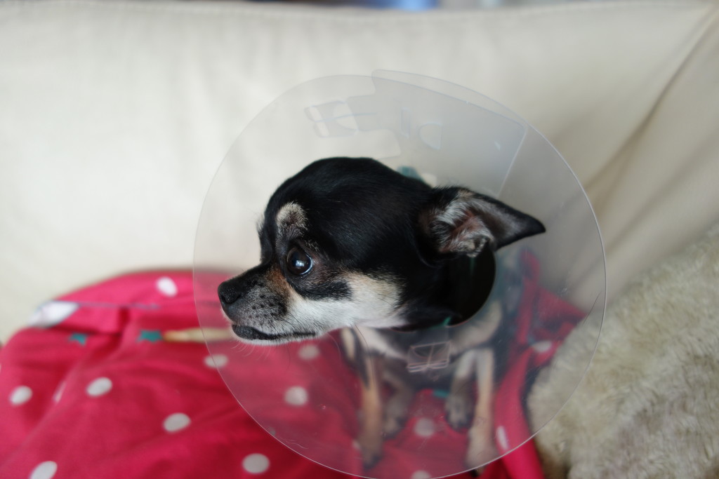 The cone of shame ! by cocobella