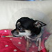 The cone of shame ! by cocobella