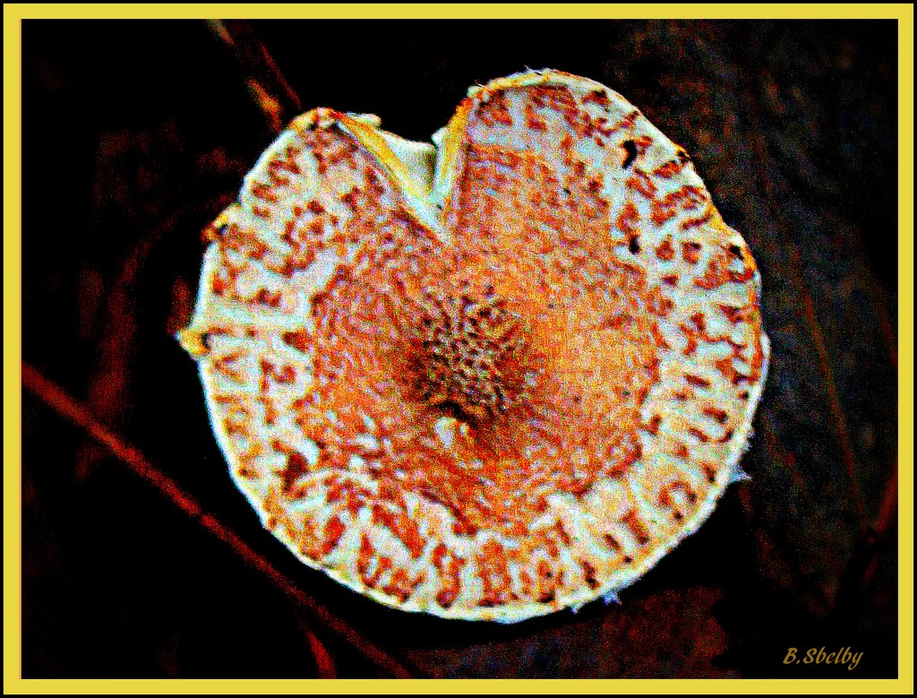 Fungus among us by vernabeth
