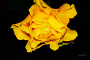 23rd Oct 2014 - Yellow rose
