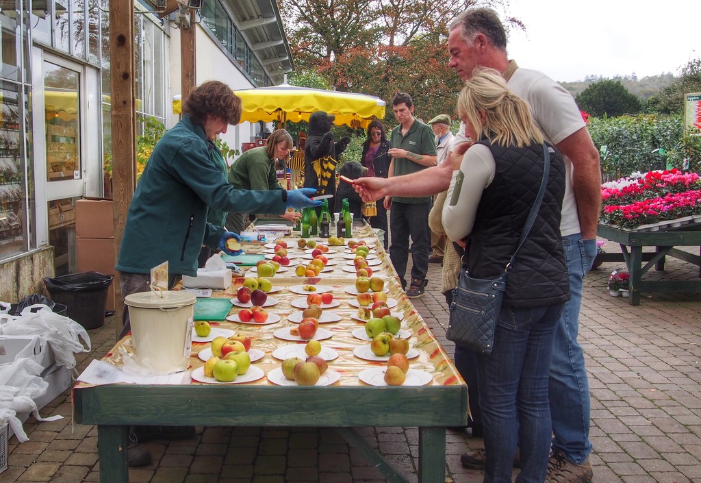 Apple tasting by happypat