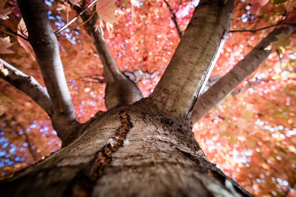 The Canopy Above Me  by cdonohoue