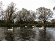 23rd Oct 2014 - More swans - 23-10