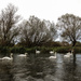 More swans - 23-10 by barrowlane