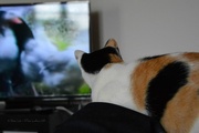 22nd Oct 2014 - Watching tv on my lap