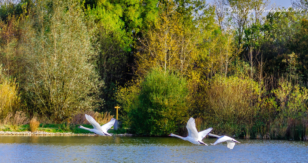 Three Swans A Flying by tonygig