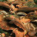 Fungi by callymazoo