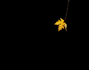 23rd Oct 2014 - Leaf