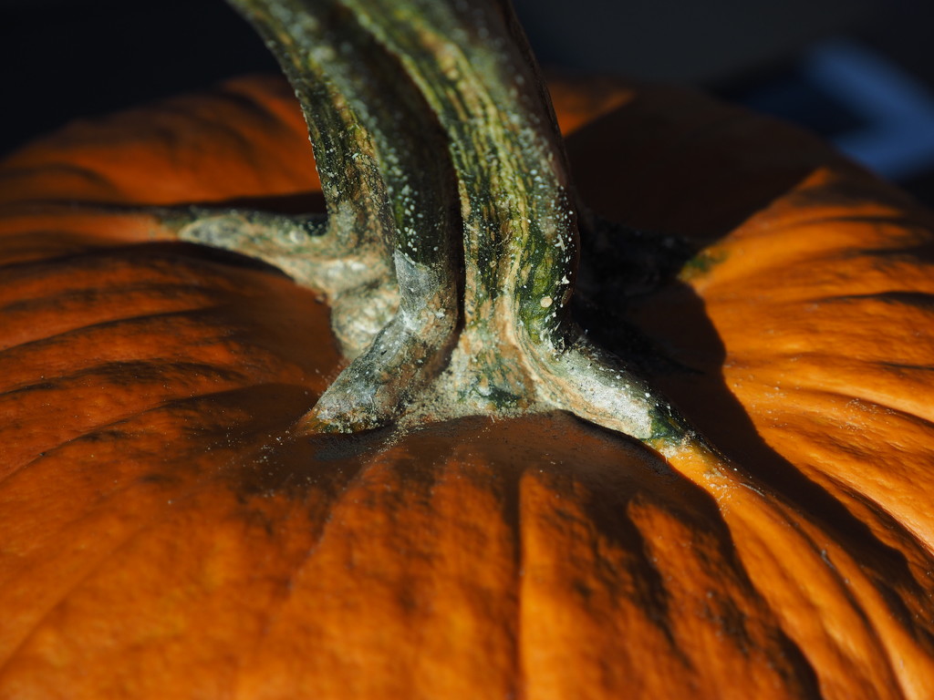 Pumpkin  by selkie