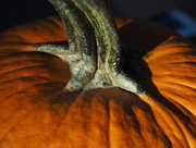 23rd Oct 2014 - Pumpkin 