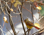 23rd Oct 2014 - Female Cardinal; or is it an inmature male just getting his color!