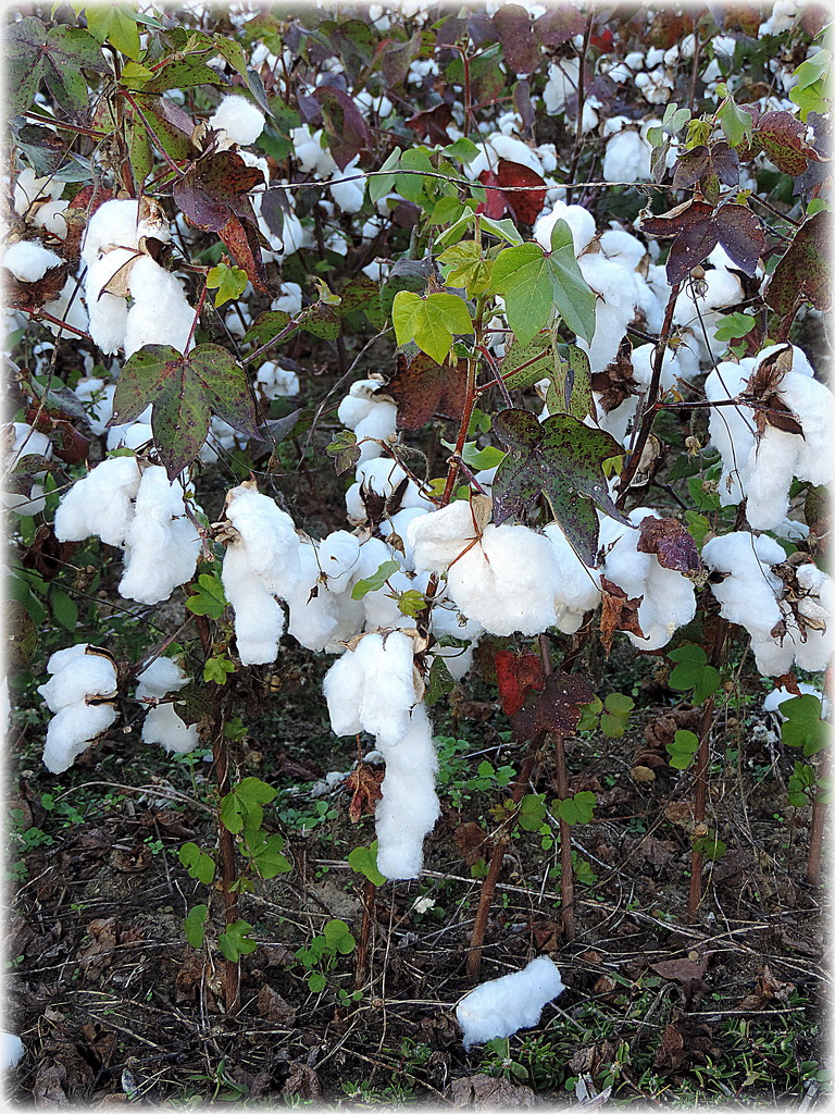 Dripping cotton! by homeschoolmom