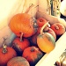 pumpkin stash..... by earthbeone