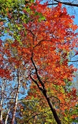 24th Oct 2014 - Fall colors have finally arrived!