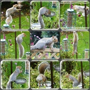 24th Oct 2014 - a scurry of squirrels