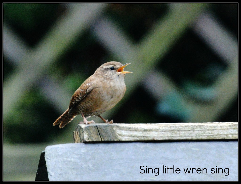 Sing little wren sing by rosiekind