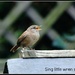 Sing little wren sing by rosiekind